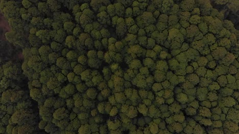 bosque de pinos de arriba hacia abajo tiro de drones