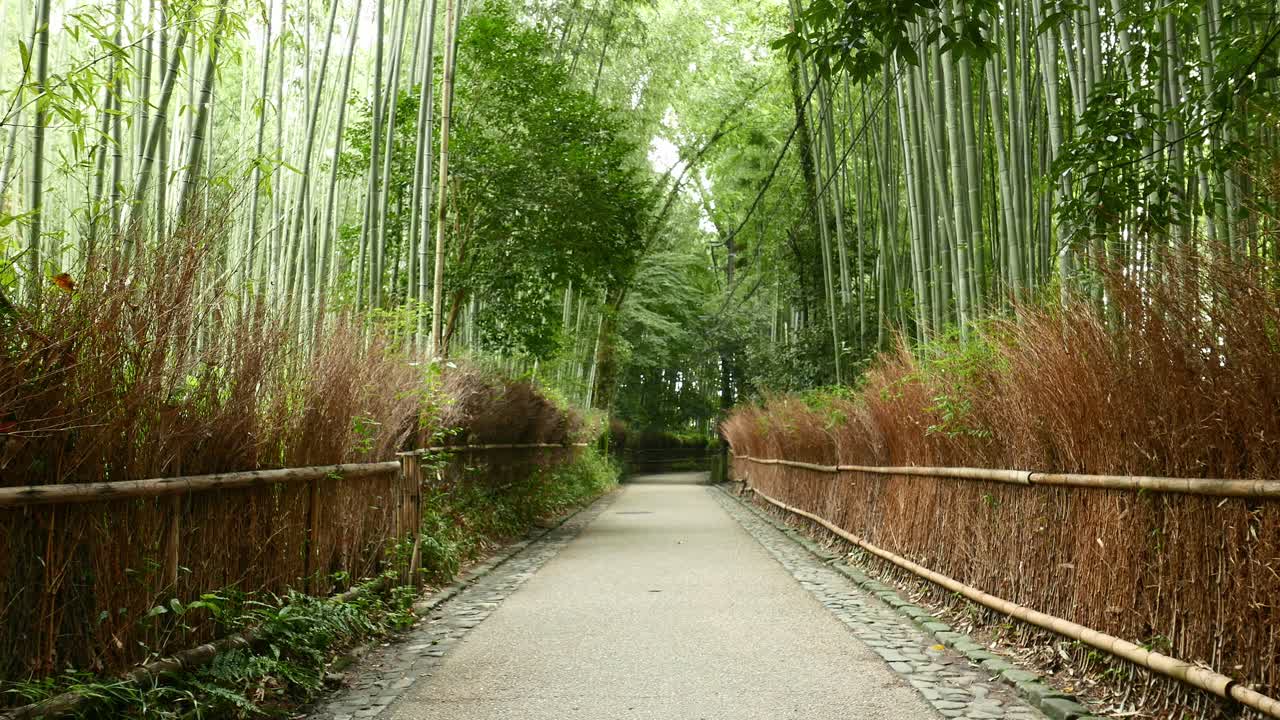 Beautiful bamboo forest