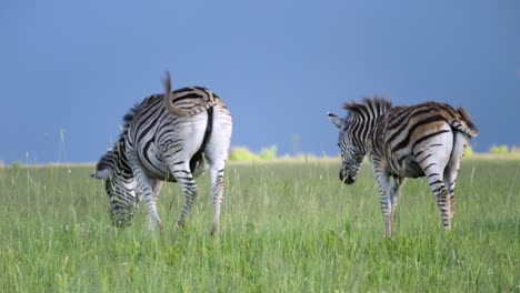 zebras walk away in beautiful african savanna