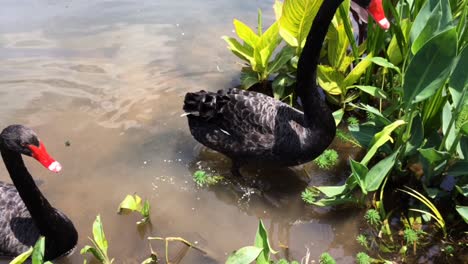 cisnes negros siendo alimentados en el estanque de la estación de pandas en chengdu