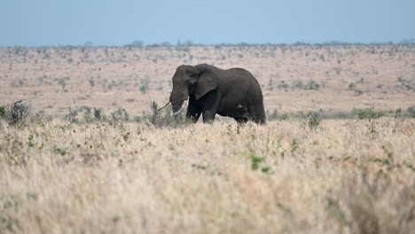African-elephant--bull-standing-on-savannah-eating-grasses