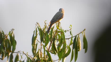 -A-migratory-Grey-Kingbird-perched-on-a-branch-of-a-tree-looking-around-in-La-Vega,-Colombia