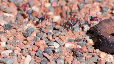 a group of large australian bull ants actively crawls and feeds on gravel and dirt under bright natural sunlight, captured in a close-up static shot