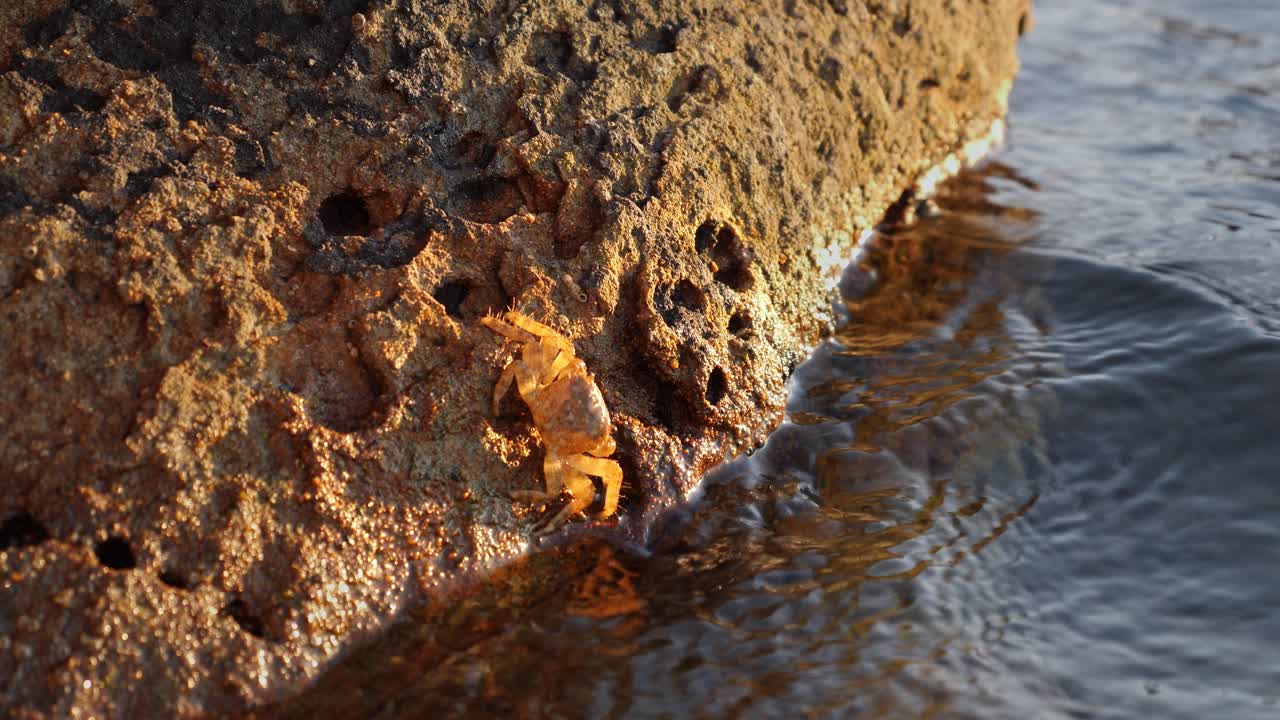 바다 근처 바위에 있는 주황색 위장 게 - 슬로우 모션