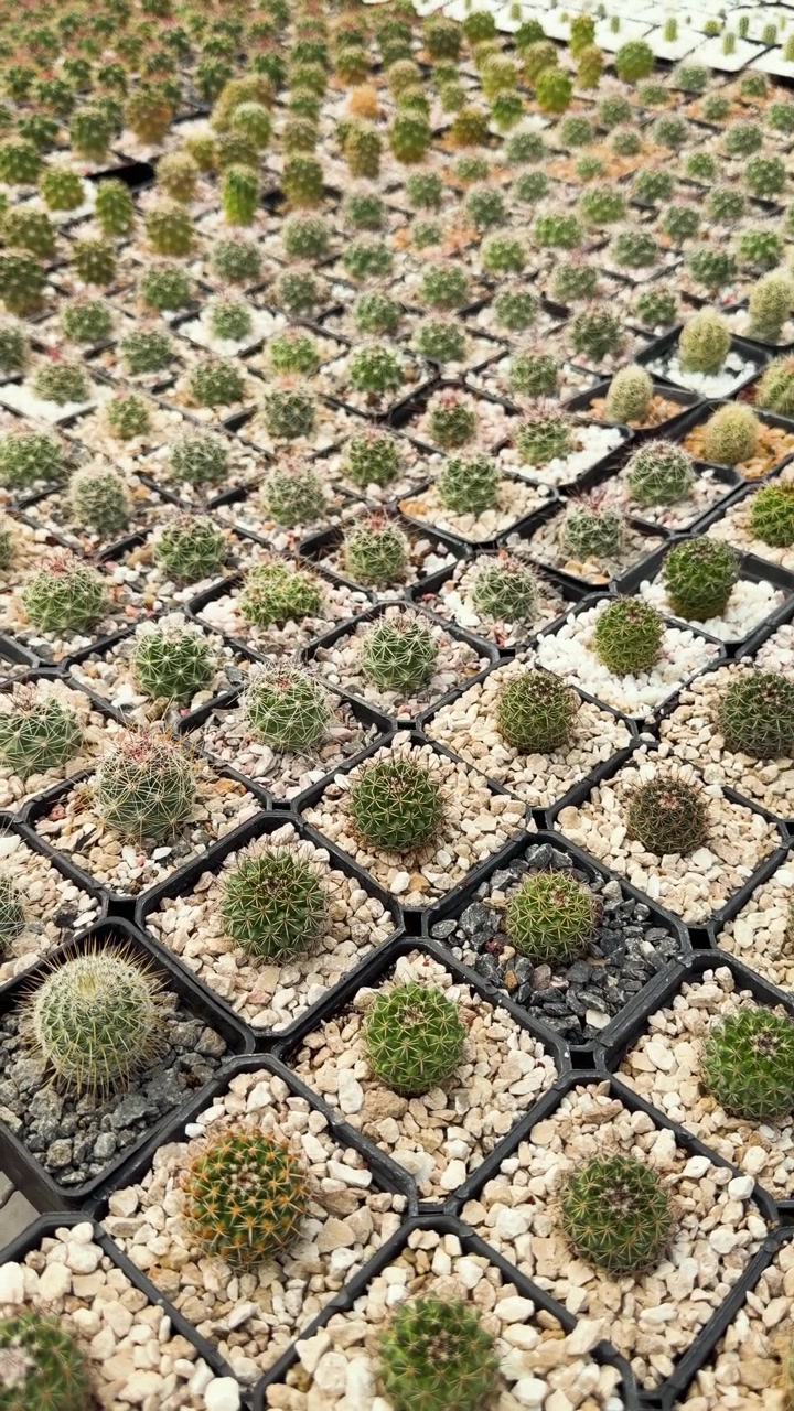 Rows of small Biznaga cacti arranged in pots with gravel in nursery setting