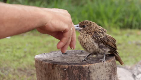 el pollito de carnicero se asienta en el tronco, limpia el pico, rechaza la comida.