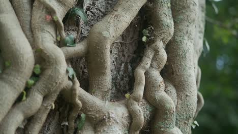 Tree-trunk-wrapped-by-many-climber-plant-brunches-looking-like-veins,-close-up,-pedestal-shot