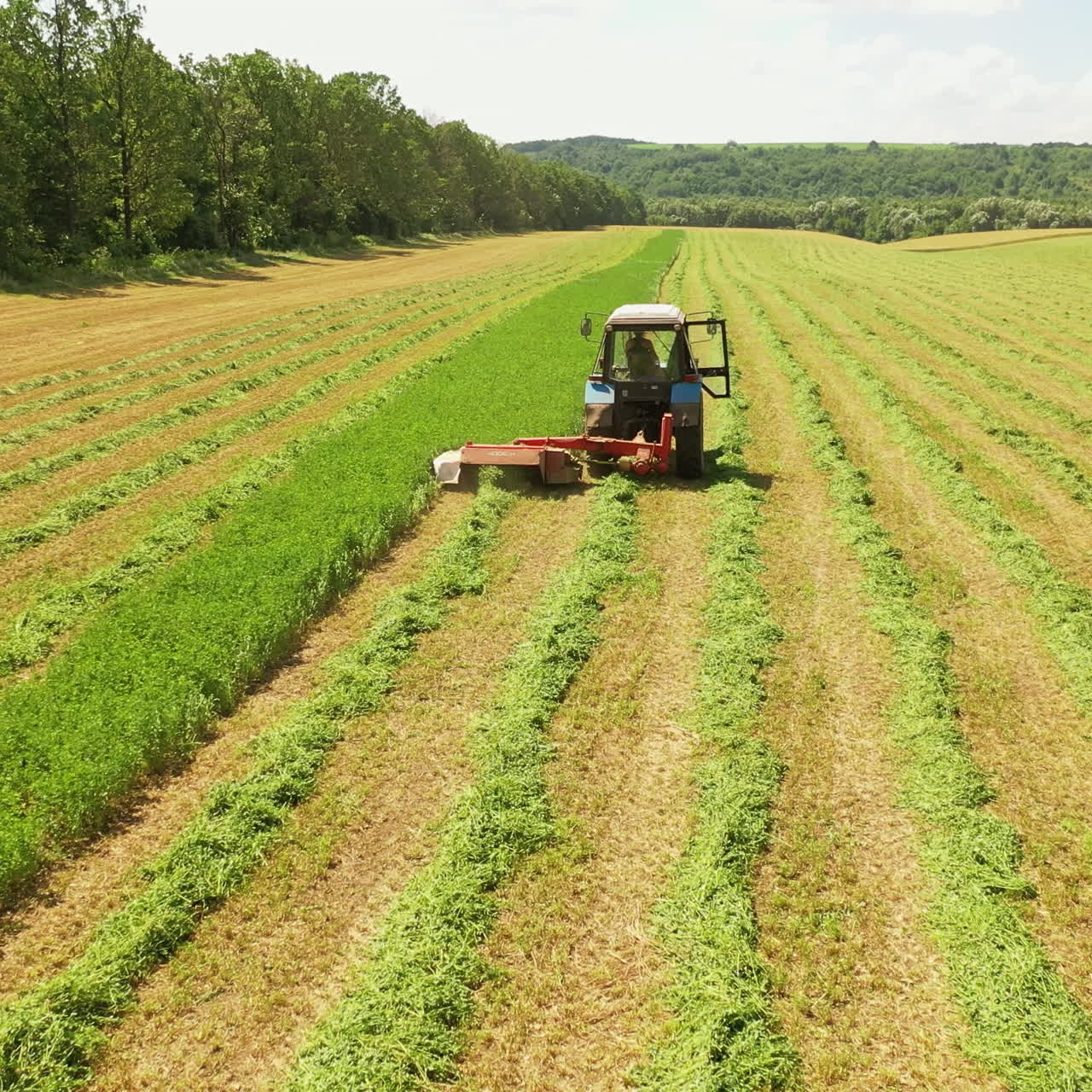 Tractor mowing down green grass on the field. Agricultural process of preparing fodder for livestock in countryside in summer day.