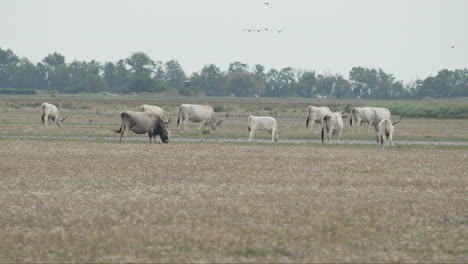 herd of hungarian grey cattle grazing on meadow and wild goose flying over them