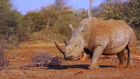 White-Rhinoceros-covered-in-red-dust-stands-in-evening-golden-light