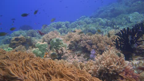 a la deriva con la corriente sobre un arrecife saludable en indonesia