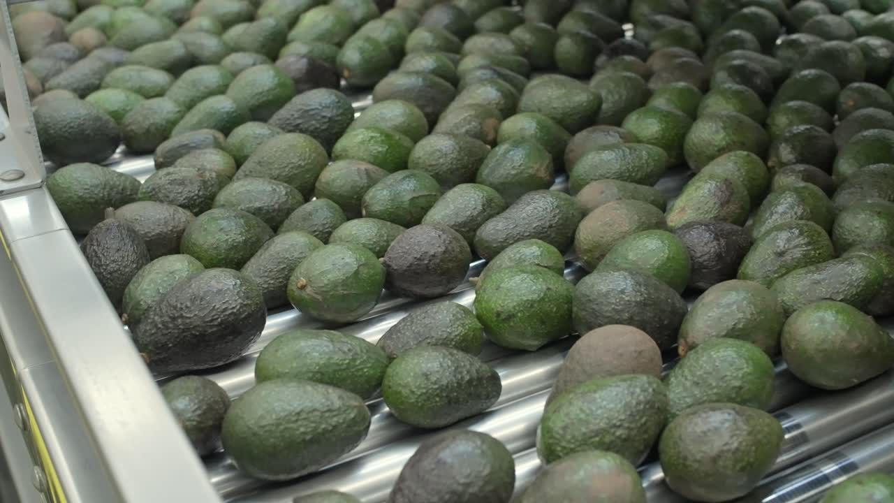 SLOW MOTION SHOT OF AVOCADOS ON A PACKING HOUSE IN URUAPAN