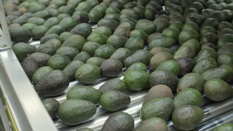 slow motion shot of avocados on a packing house in uruapan