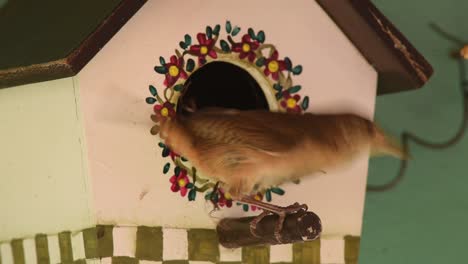 artificial nest box used by southern house wren bird for nesting