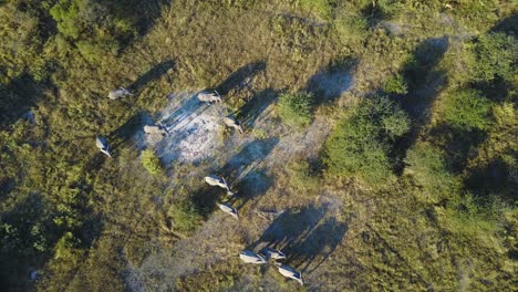 aerial top view of elephants walking at golden hour in okavango delta, botswana