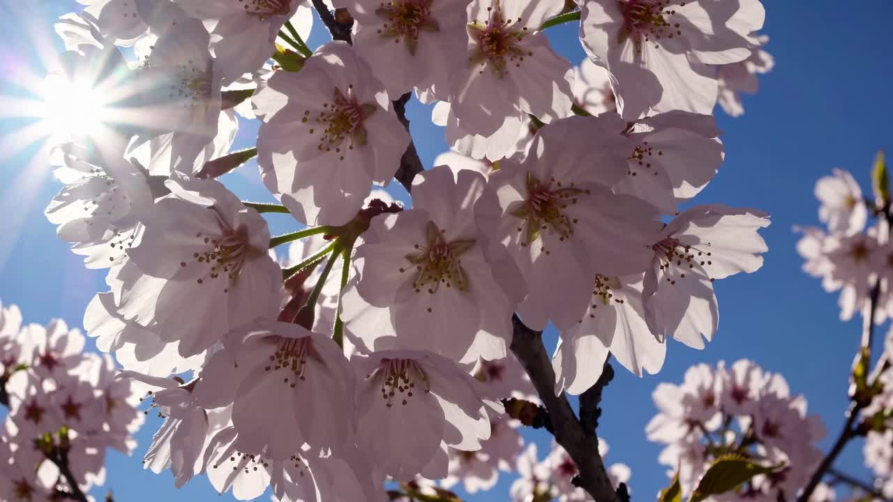 Close-up video of cherry blossoms against a bright blue sky, with sunlight filtering through petals
