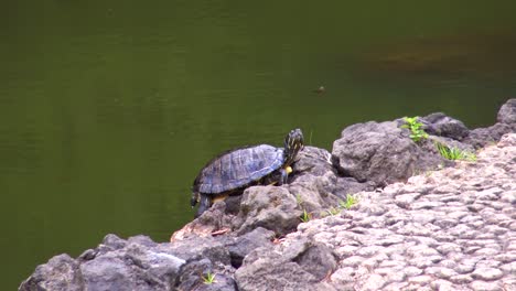 Primer-Plano-De-Una-Tortuga-En-Una-Roca