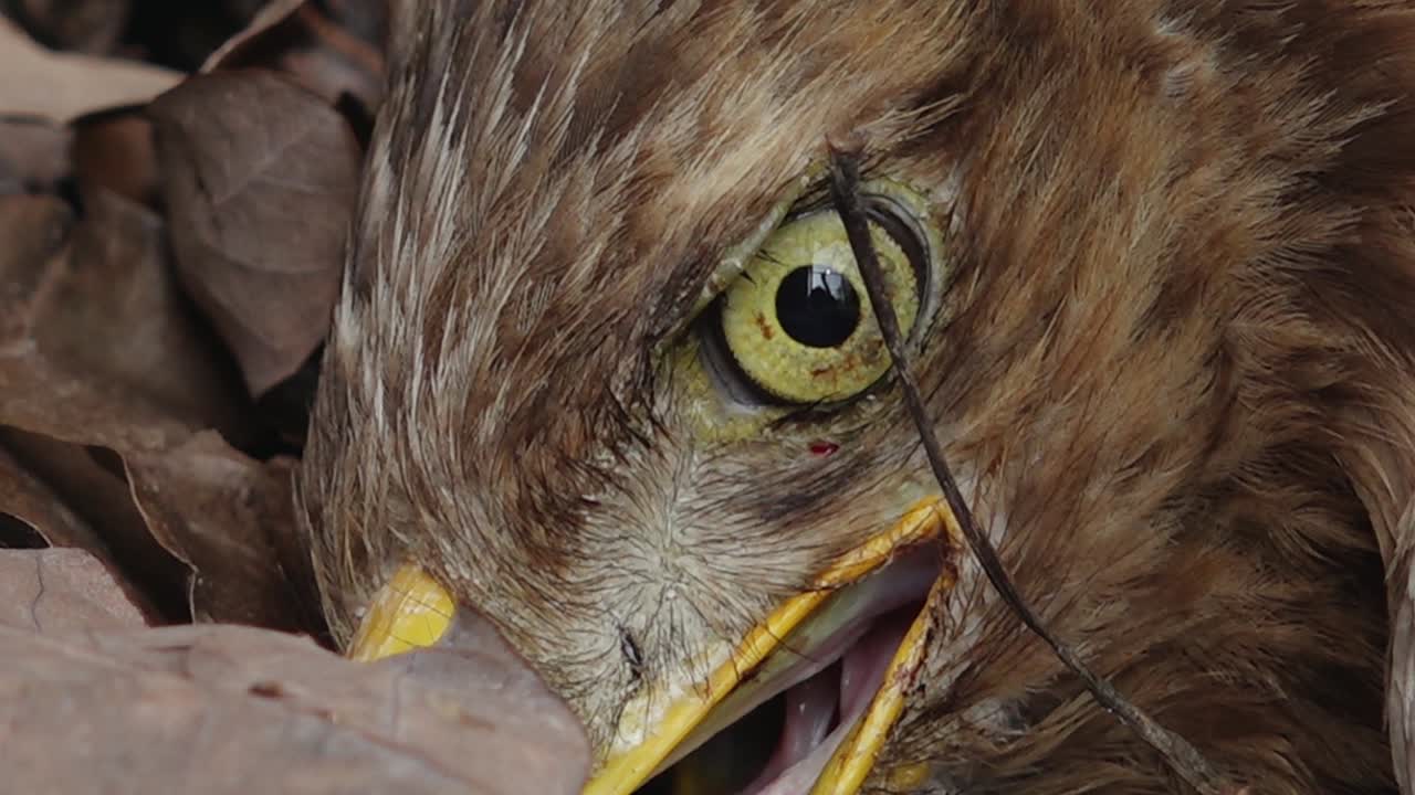 un águila mira a la cámara en la clínica veterinaria