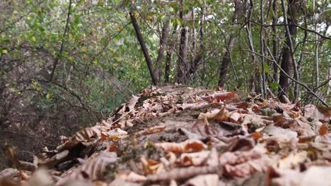 fallen dry autumn leaves in the forest in a autumn day