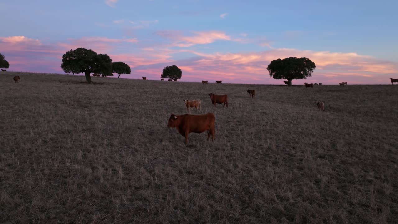 Bovini Angus rossi al pascolo in un prato al tramonto in Alentejo, Portogallo - Ripresa con drone