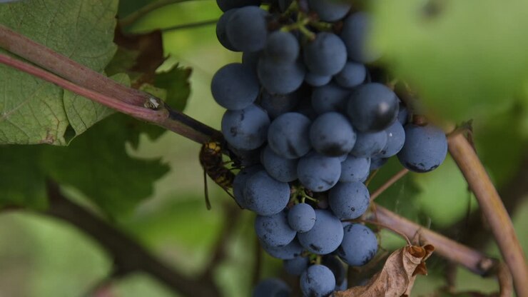 Grapes on the vine with insects
