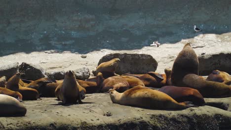 slow motion smooth pan of sunbathing sea lions on coastline during sunny day