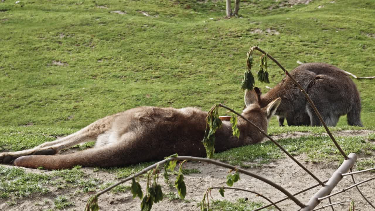 Two Red Kangaroos resting in green meadow - static shot