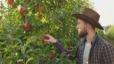 man picking apples in an orchard