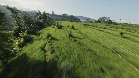 drone-FPV-flying-above-rice-fields-plantation