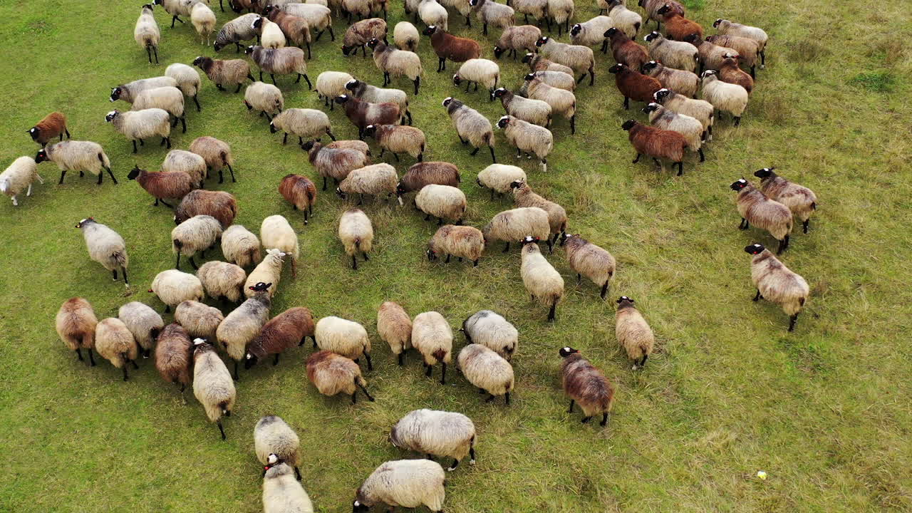 Sheep herd in meadow pasture farm field. Aerial rural farming community agricultural economy. Sunny weather in a green agriculture field.