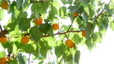 ripe apricots on tree branch slow motion