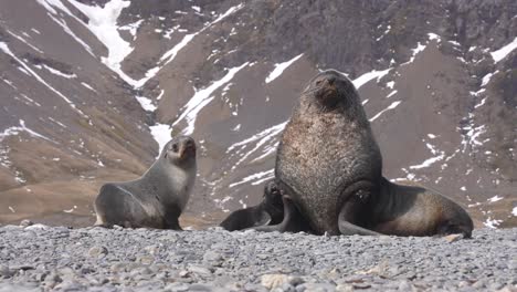 Antarctic-Fur-Seal-and-Pups,-Animal-Family-in-Natural-Habitat,-Coast-of-South-Georgia-Island