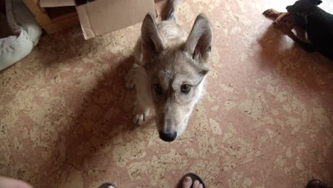 Cachorro-De-Lobo-De-Madera-Estrechando-La-Mano-De-Un-Nuevo-Visitante