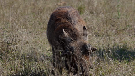 big warthog grazing the grass in the savanna of the kruger national park, in south africa