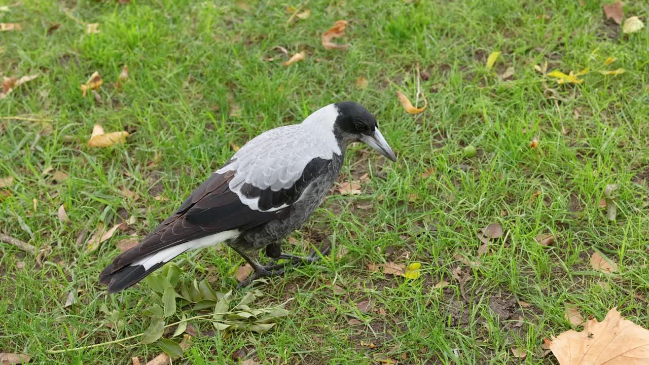 A magpie searches for food on grass