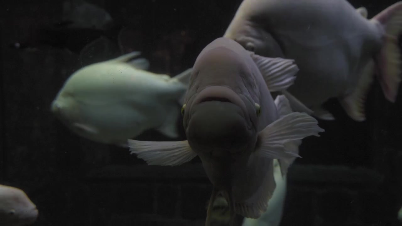 Un primo piano di un gourami gigante bianco che nuota con grazia in un acquario poco illuminato. Lo sfondo scuro evidenzia le caratteristiche facciali e le pinne uniche del pesce, creando una misteriosa scena subacquea.
