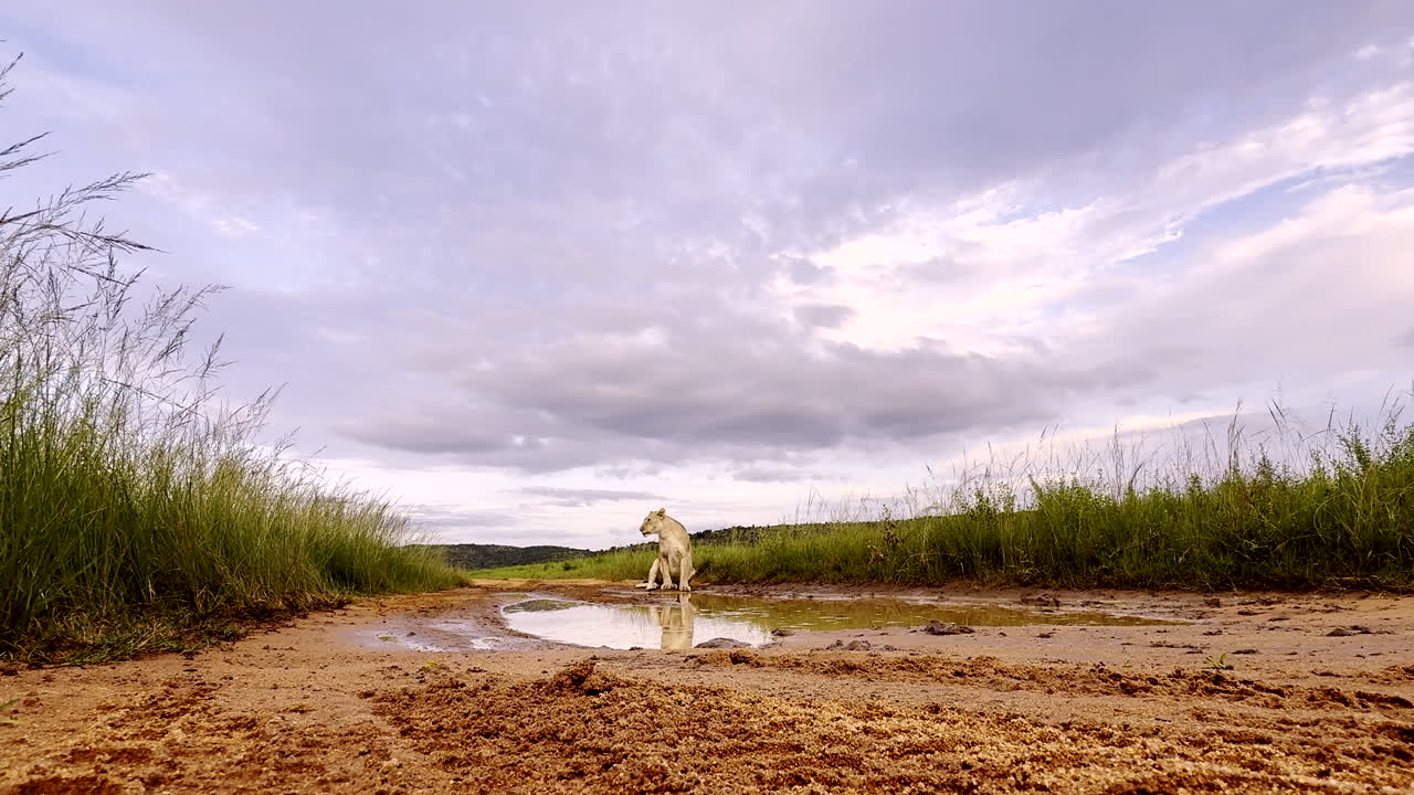 A lioness pauses while drinking water, scanning her surroundings for any danger