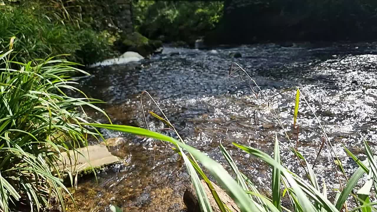 녹색 강변 위에서 느린 움직임으로 상승하는 풀, 야생에서 빛으로 빛나는 반이는 흐르는 숲의 하천