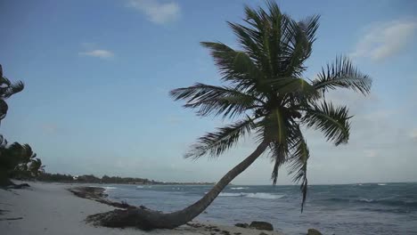 paradise palms on beach 01