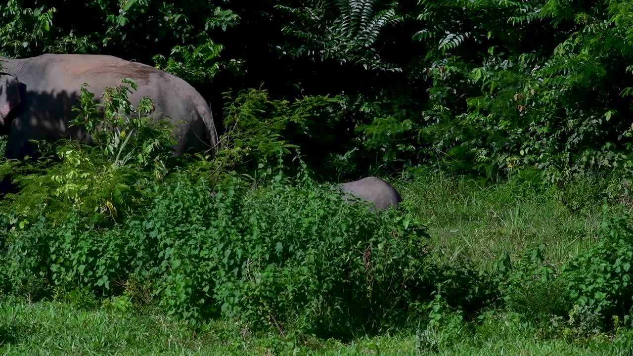 los elefantes asiáticos son especies en peligro de extinción y también son residentes de tailandia
