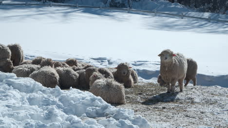 flock of romney sheep huddle together in snowy field at daegwallyeong sky ranch