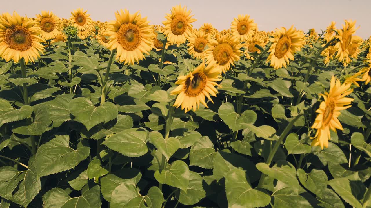 태양꽃의 농업 현장. 시골에서 여름에 촬영.