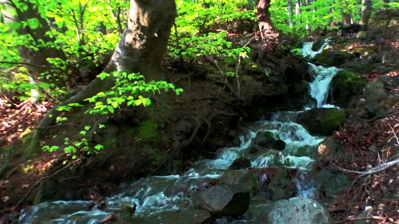 Stream in the forest with the sun shining