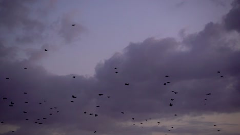 paisaje espeluznante con muchos pájaros negros volando contra el cielo nublado durante el atardecer