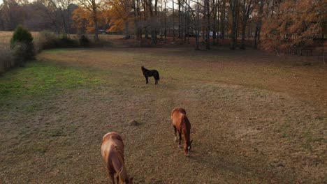 Grazing-horses-in-South-Georgia-in-Winter