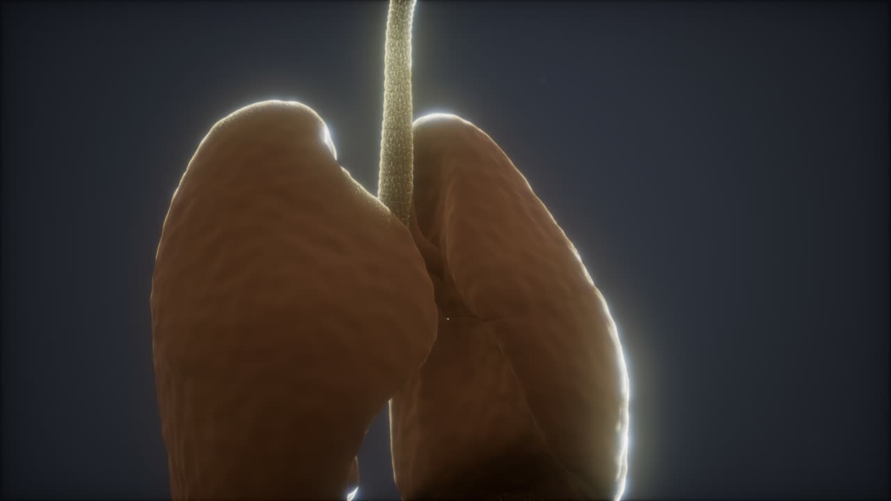 animación en 3d de los pulmones humanos