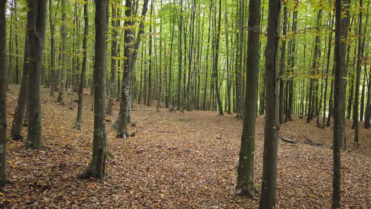perro corriendo en un bosque de otoño, escena rural en temporada de otoño
