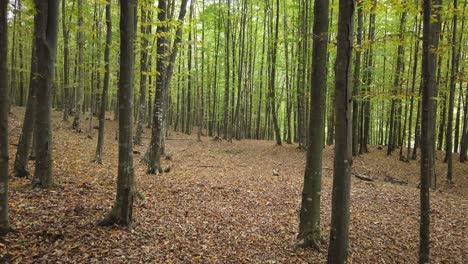 秋季森林中跑狗,秋季农村景色