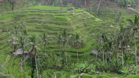 vista desde un avión no tripulado de las terrazas de arroz de tegallalang en bali