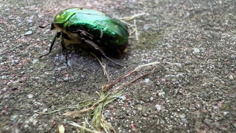 tiro de perto de um besouro chafer andando